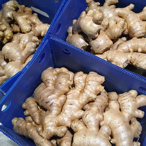 Fresh Ginger Market apima kokybės patobulinimą