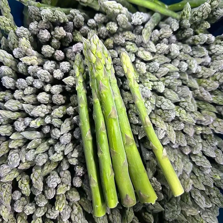 Atrinkti šaldyti žalieji šparagai, skirti nuolatiniam maitinimo ir ingredientų tiekimui