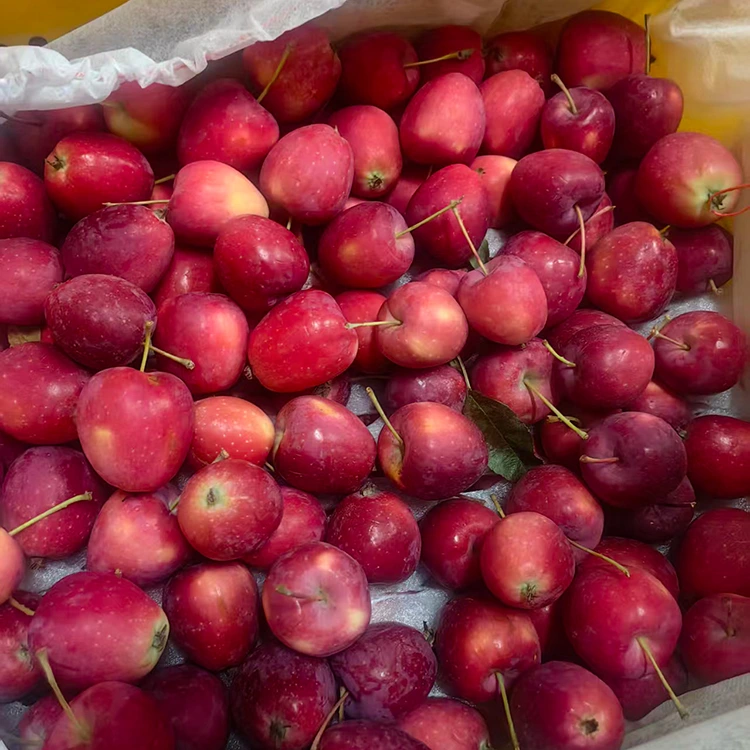 High-Grade New-Crop Chinese Cherry Apple