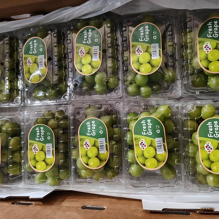 Rinktinės Fresh Shine Muskato vynuogės
